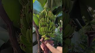 Só Cacho de Banana Gigante Fazendo a Poda Precoce na Bananeira [upl. by Galligan]