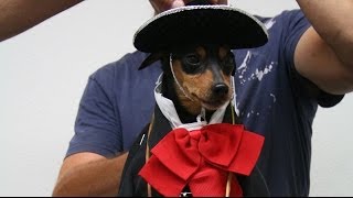 BEVERLY HILLS CHIHUAHUA 3 Tiny Dog Mariachi Band BTS [upl. by Hayalat915]