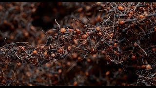 BRASIL SALVAJE  Documental Naturaleza HD 1080p  Grandes Documentales [upl. by Einnel]