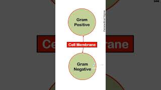 GRAM POSITIVE VS GRAM NEGATIVE BACTERIA [upl. by Ardeha675]