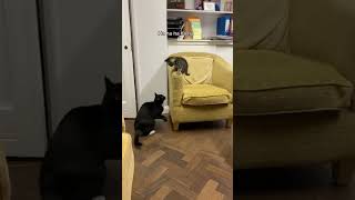 Funny cat compilation credit to Dusty Dubs [upl. by Esther]