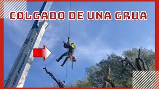 Removiendo live oak con grua [upl. by Aninay814]