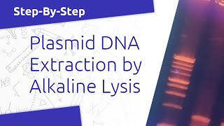 Extracting Plasmid DNA by the Alkaline Lysis Method BIOL310 [upl. by Hacceber]