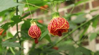 Abutilon Plant Profile [upl. by Enihpled]