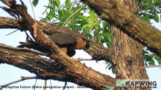 Peregrine Falcon Falco peregrinus ernesti  Juvenile  Chiu S C MVI8925 [upl. by Desi]