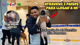 Así fue la TRAVESÍA de mi Perrito para Llegar a Brasil 🇧🇷 Joven Cubano en Curitiba cumple un Sueño 🙏 [upl. by Azirb]