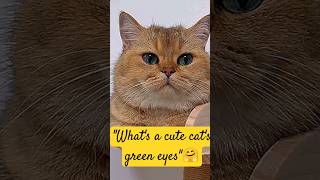 Whats a cute cats green eyes🤗 [upl. by Nappy]