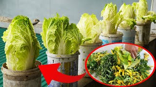 Turn Plastic Containers Into Nutritious Cabbage Paradise For Your Family [upl. by Assiralk388]