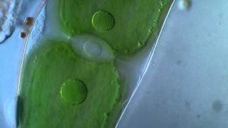 Closterium Moniliferum Algae  Cytoplasmic streaming [upl. by Eelyak]