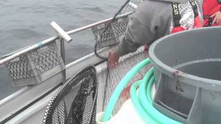 Albacore Tuna Fishing in Washington [upl. by Harihs854]