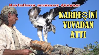 KARDEŞİNİ YUVADAN ATTI  Kartalların acımasız dünyası [upl. by Dickerson328]