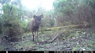 Tolmie Australia Trail Captures part II Aug  Sept 2024 Campark TC22 and T86 cameras [upl. by Triplett510]