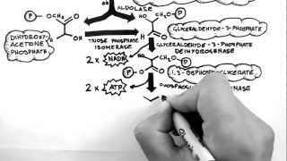 Cellular Respiration 2  Glycolysis [upl. by Rokach]