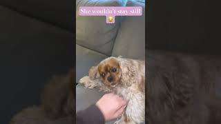 She didn’t bite me dog puppy funny cute subscribe youtubeshorts [upl. by Eiduam]