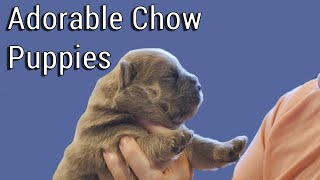 All About Cute Chow Puppies  12 Days Old [upl. by Neiman]