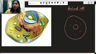 Cell division  cell13  fundamental unit of life  class9th  ncert  cbse  rbse notes of biology [upl. by Dominus398]