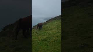 Brown cow on the Devon coastline cliffs of Dartmouth England 🏴󠁧󠁢󠁥󠁮󠁧󠁿 [upl. by Giselle]