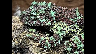 Vietnamese Mossy Frogs How we breed and care for these amazing frogs [upl. by Essirahc424]