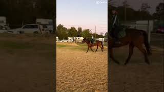 Flatwork with Phoenix❤️‍🔥 equestrain horse equestriangirl horsesofyoutube horsefan riding [upl. by Sivra]