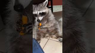 Abandoned raccoon in trash can luckily rescued raccoon rescueraccoon shorts [upl. by Rube103]