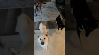 Training my Shiba Inu dog cute tricks [upl. by Kamal]