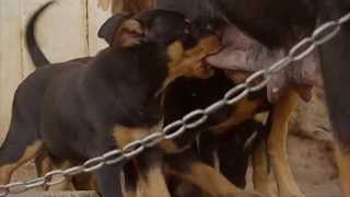 Kelpie The Legend Documentary [upl. by Ainad]