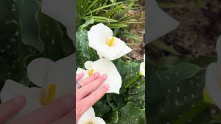 Giant Calla Lily vs Regular Zantedeschia aethiopica White Giant [upl. by Branscum729]