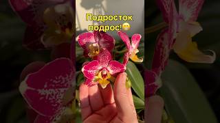 данапротасова orchideen orchid orchideenpflege орхидеидома фаленопсис [upl. by Yren]