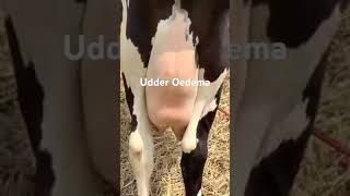 Udder Oedema in HF Dr Enamul Haque [upl. by Zurheide]