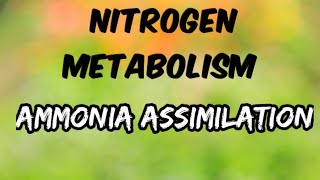 Ammonia assimilation  Nitrogen metabolism [upl. by Lurie333]