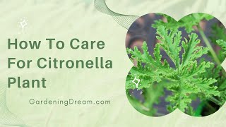 How To Care For Citronella Plant [upl. by Delmer]