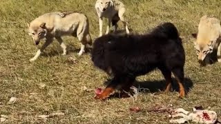 AlPHA TIBETAN MASTIFF VS WOLF [upl. by Lehsar224]