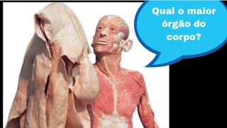 Qual o maior órgão do nosso corpo [upl. by Ash]