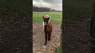 These alpacas know how to make an entrance [upl. by Fawne]