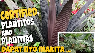 Dapat Nyo Eto MakitaCertified Plantitos and Plantitas plants garden  aridaroids philippines [upl. by Ajidahk]