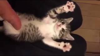 Funny Cat Videos  Surprised Baby Kittens  Cute Kittens Compilation 2016 [upl. by Amelita]