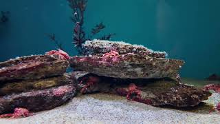 Monterey California MontereyBayAquarium shot with DJI [upl. by Benge]