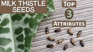 Top 3 Healthful Attributes of Milk Thistle Seed [upl. by Bonnee535]