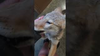 Cute Coyote Pup Keeps Jumping On Owner  Adorable Young Pup [upl. by Esenwahs]