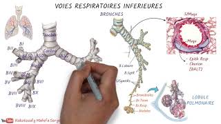 VOIES RESPIRATOIRES INFÉRIEURES  Anatomie [upl. by Nahsed64]