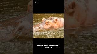 DO hippo ACTUALLY SWEAT BLOOD AS sunscreen 🦛 shocking secret animals random science africa [upl. by Nesbitt]