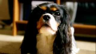 Growling Cavalier king charles spaniel [upl. by Annovad]