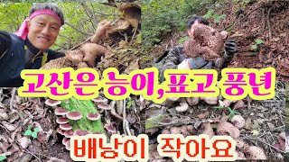 고산은 아직도 줄능이 때능이 와 표고 풍년입니다 능이 비듬갈색깔떼기버섯 자연산표고 [upl. by Arbmik277]