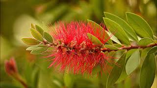 El padre Muninda sobreCallistemon limpiatubos [upl. by Atekal]