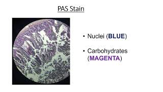 Types of histology stains [upl. by Tiler]