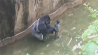 Cute Baby Gorilla Raised by Human Moms at Cincinnati Zoo [upl. by Zakaria454]