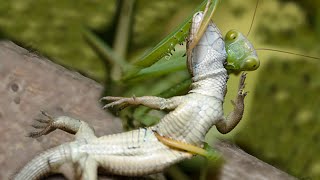 Praying Mantis attacks and eats Lizard [upl. by Cordy]