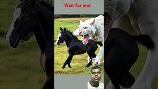 Black horse vs white panther fight for baby horse whitelion lion animalbattle animals shorts [upl. by Dianna]