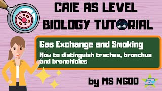 BIO Trachea Bronchus Bronchiole and Alveolus  Gas Exchange and Smoking [upl. by Oetsira147]