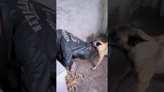 कुत्ते ने बचाई जान dogs shorts dogshorts funnyshortsvideo [upl. by Argella]